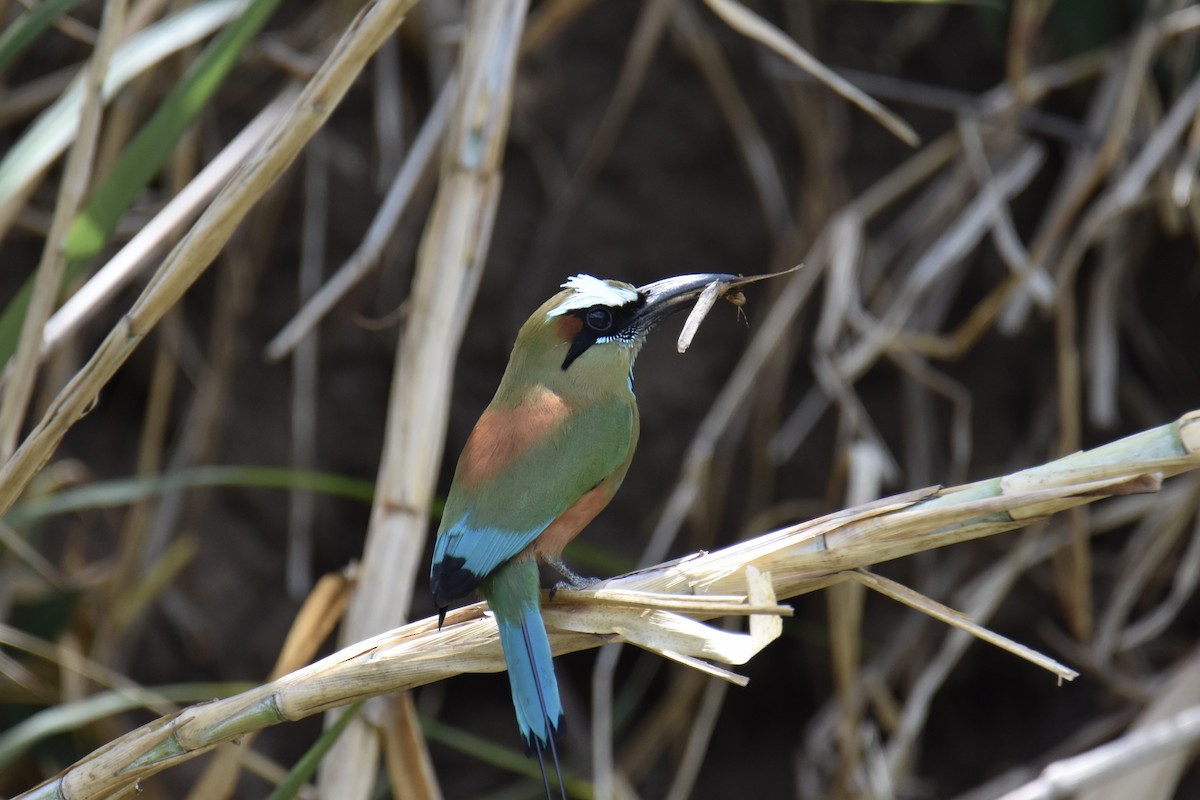 Turquoise-browed Motmot - Hannah Leabhart