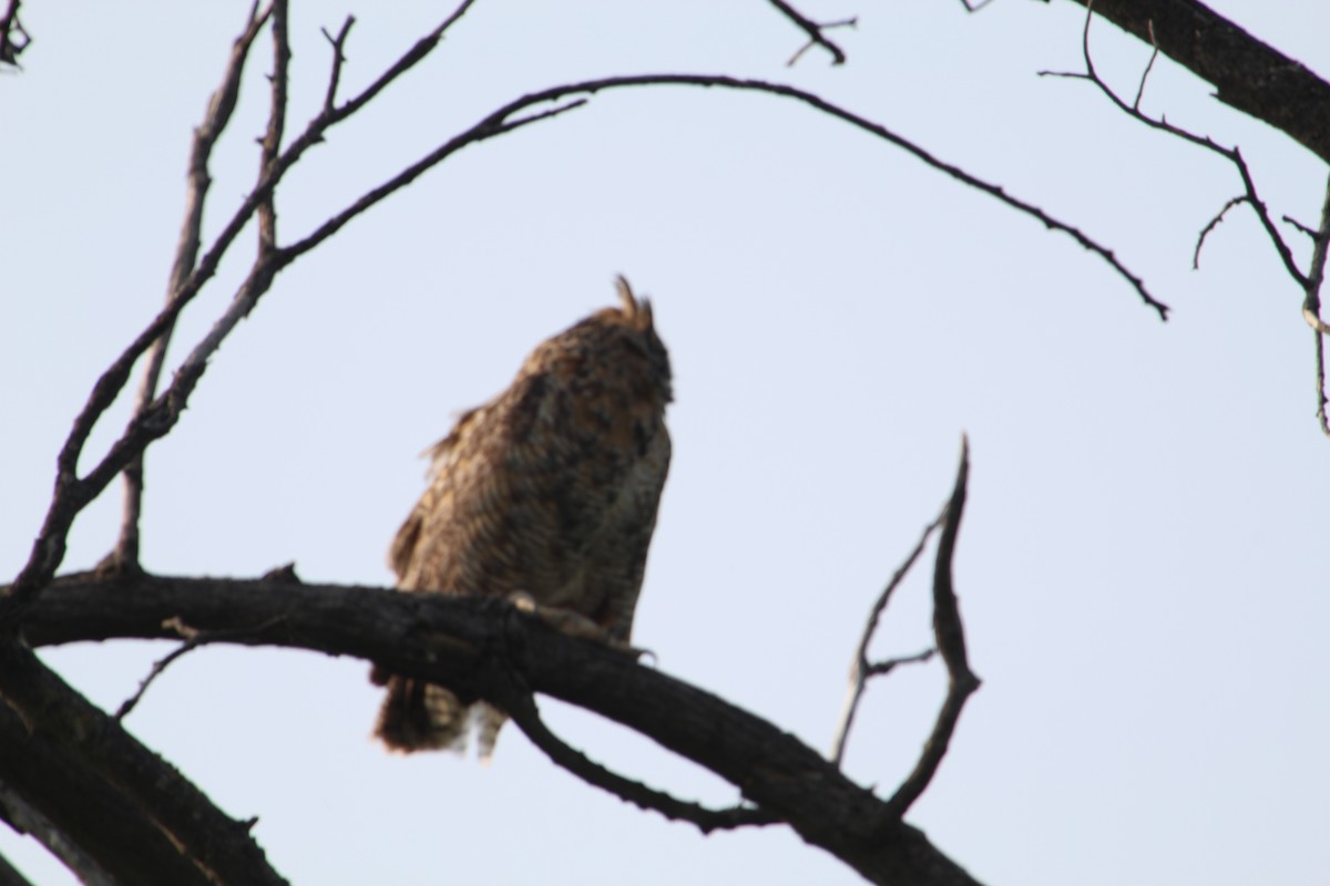 Great Horned Owl - ML575673841