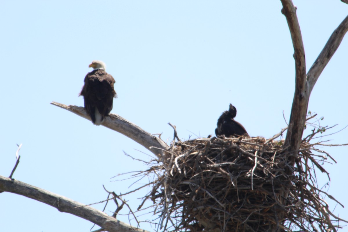 Bald Eagle - ML575673941