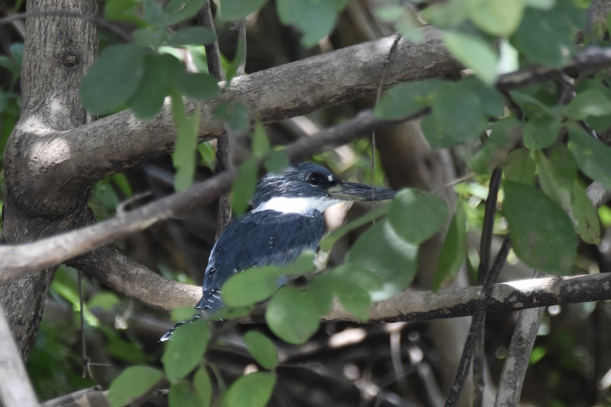 Ringed Kingfisher - ML575674131