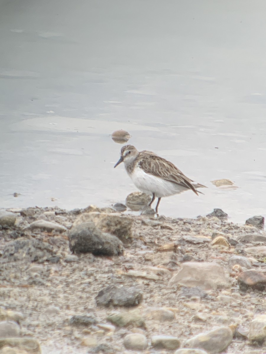 Semipalmated Sandpiper - ML575675061