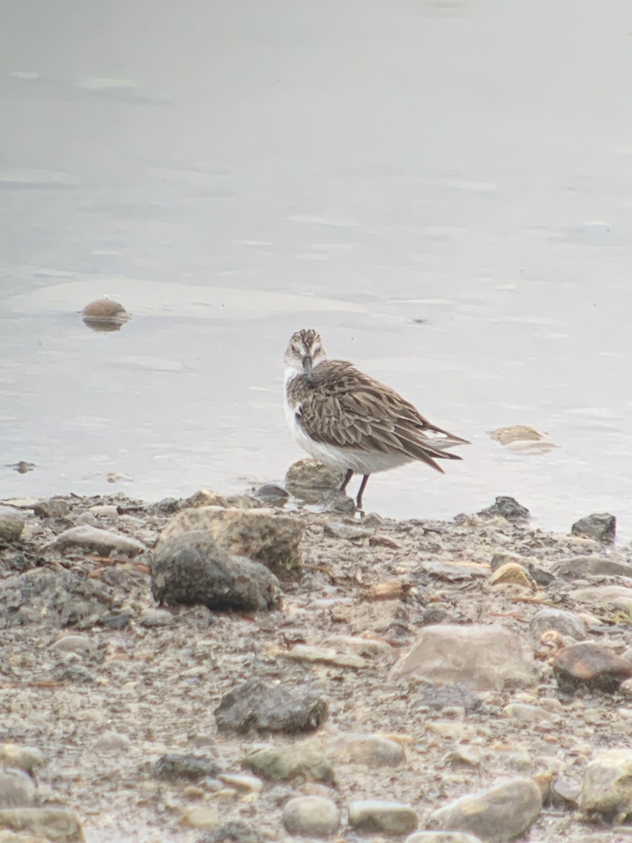 Semipalmated Sandpiper - Frank Pinilla