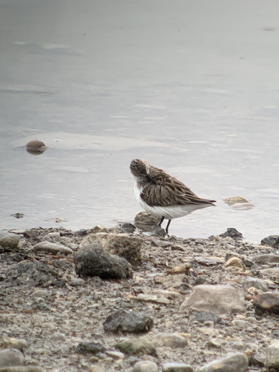 Semipalmated Sandpiper - Frank Pinilla