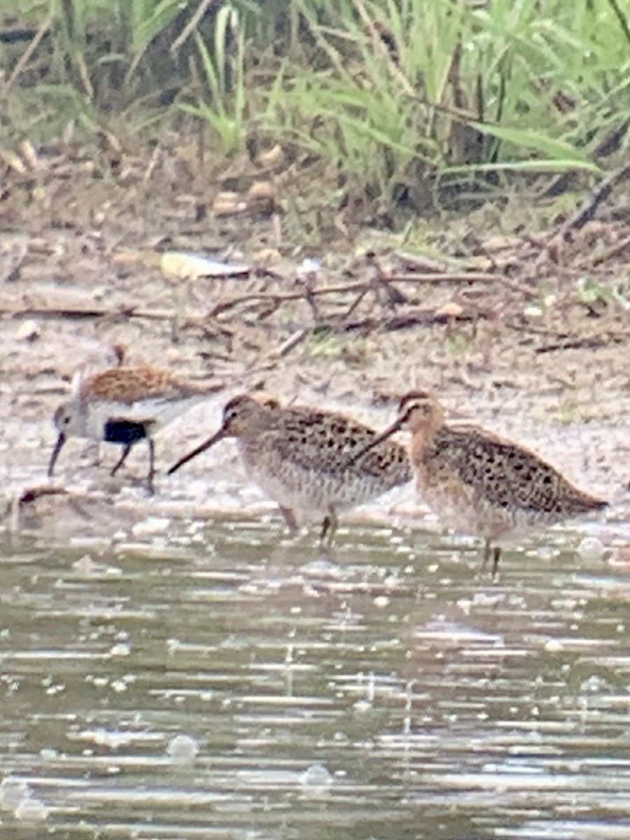 短嘴半蹼鷸(griseus) - ML575675241