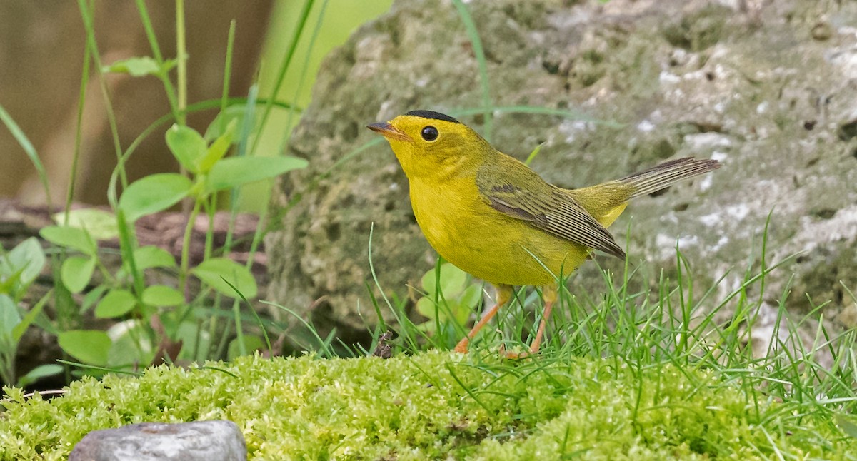 Wilson's Warbler - ML575675431