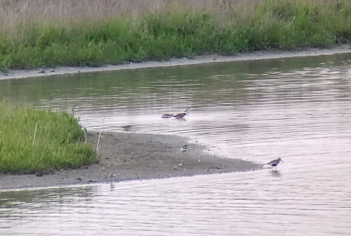 Curlew Sandpiper - ML575676001