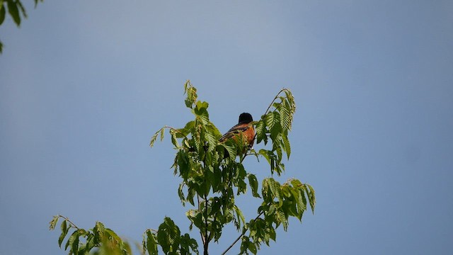 Oriole des vergers - ML575676161