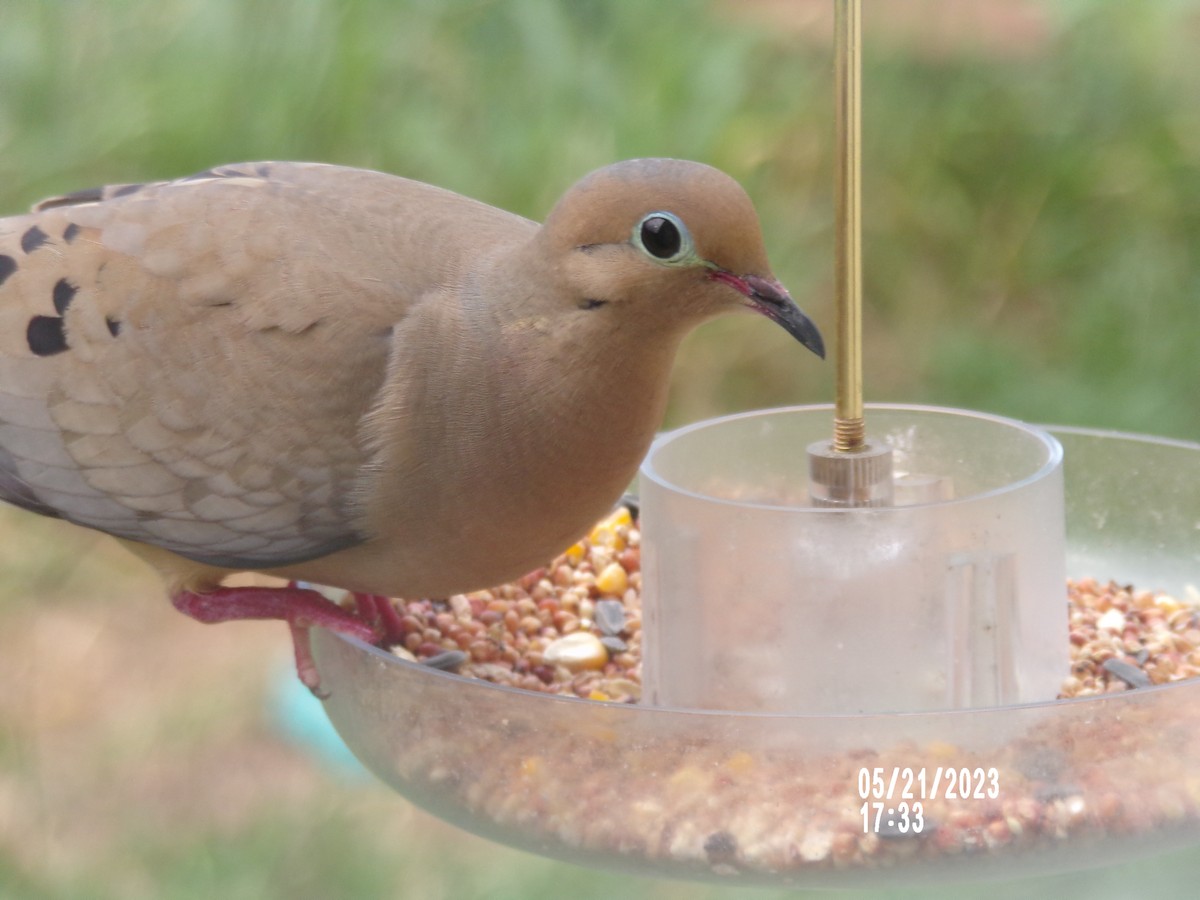 Mourning Dove - Texas Bird Family