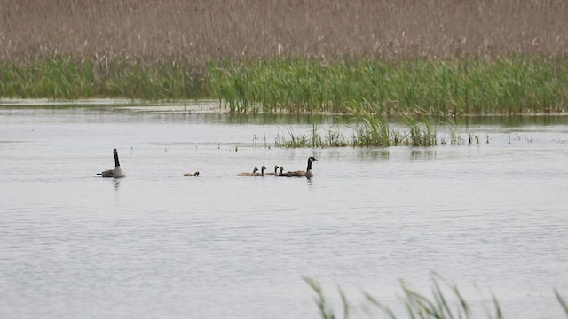 Canada Goose - ML575676841