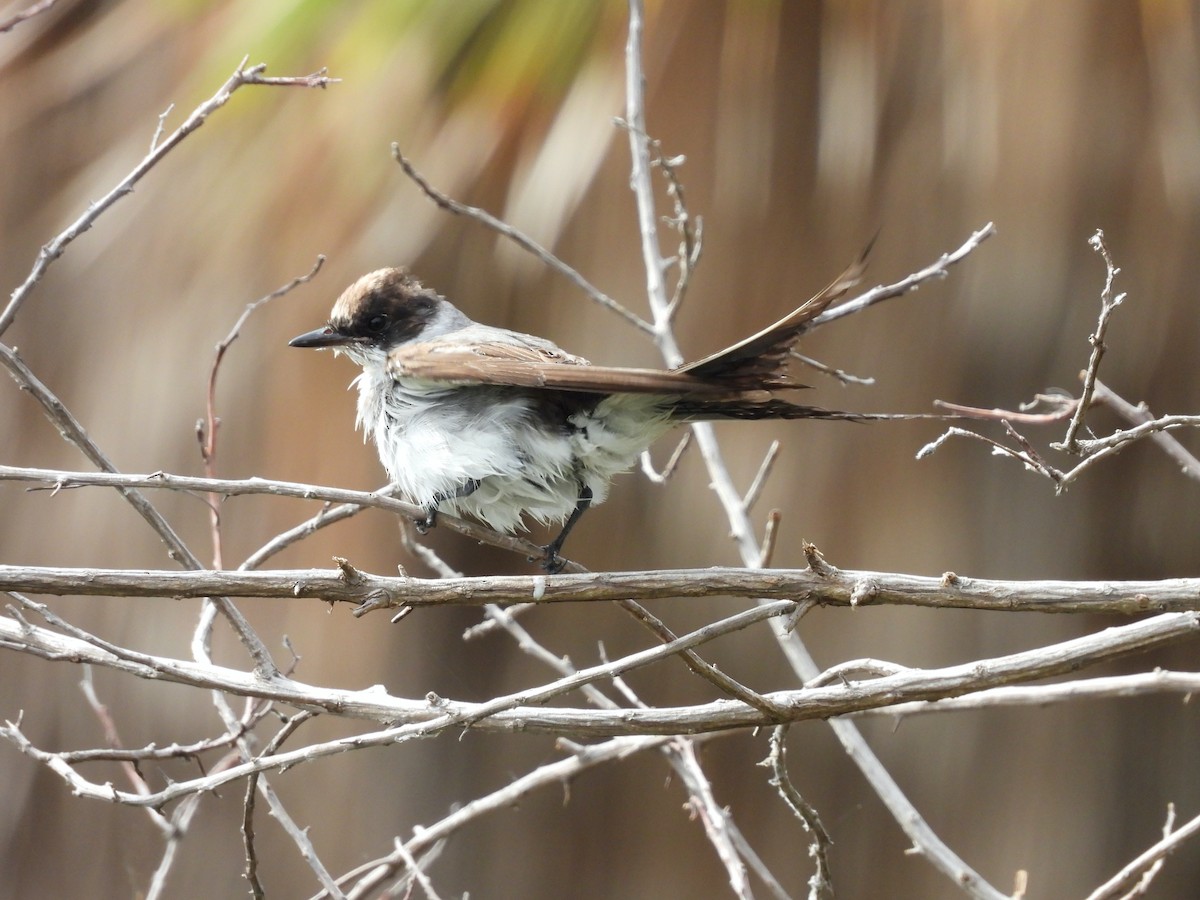 Fork-tailed Flycatcher - Glenda Tromp