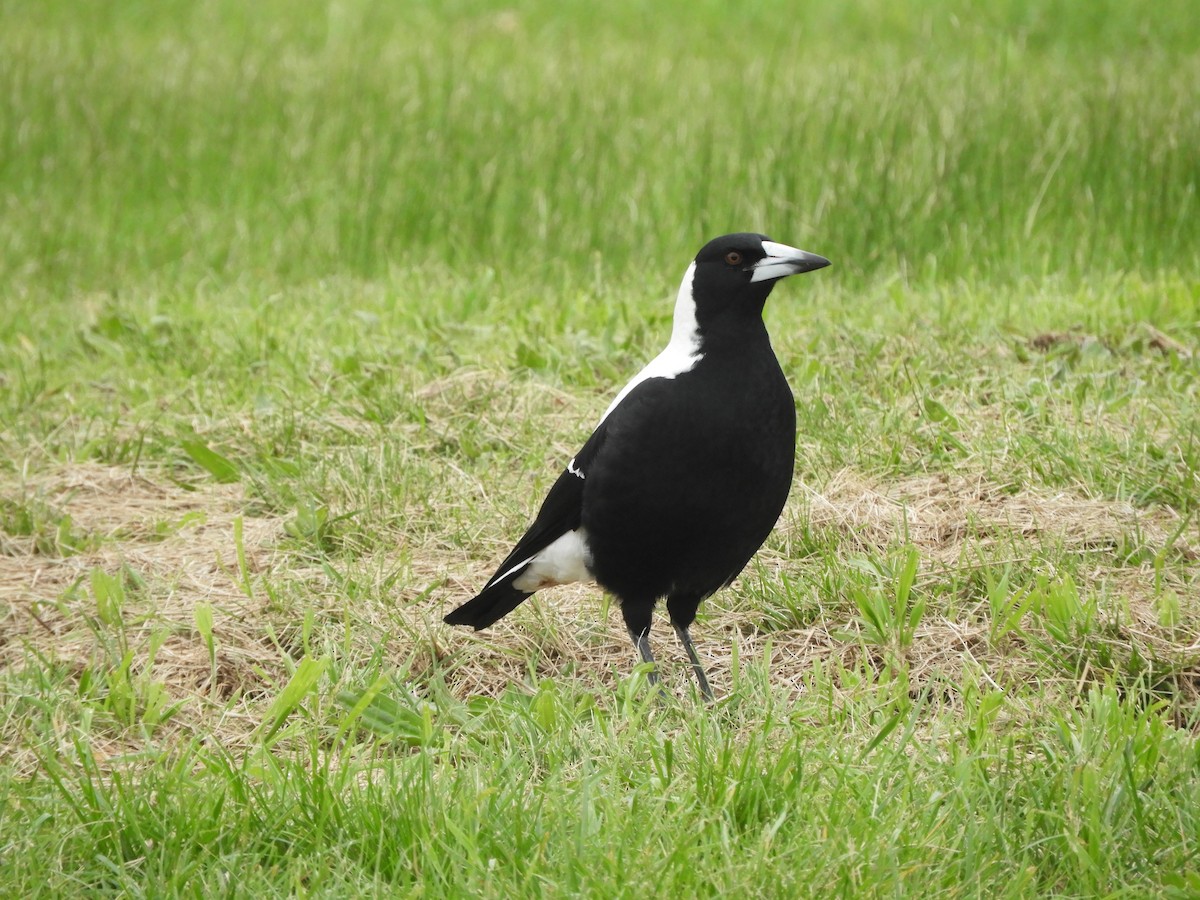 Australian Magpie - ML575678971