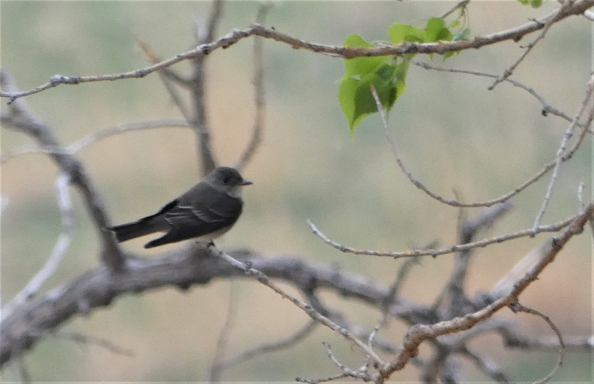 Western Wood-Pewee - ML575679081