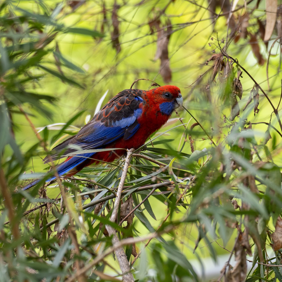 Crimson Rosella - ML575679091