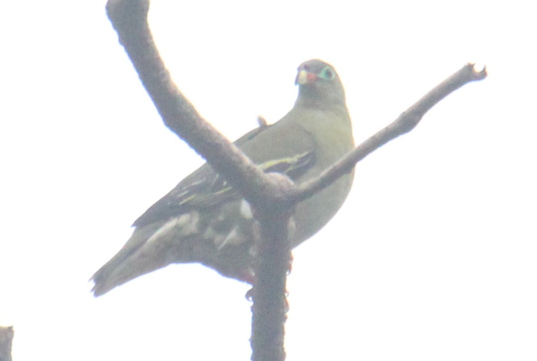Thick-billed Green-Pigeon - Satheesh Muthugopal Balasubramanian