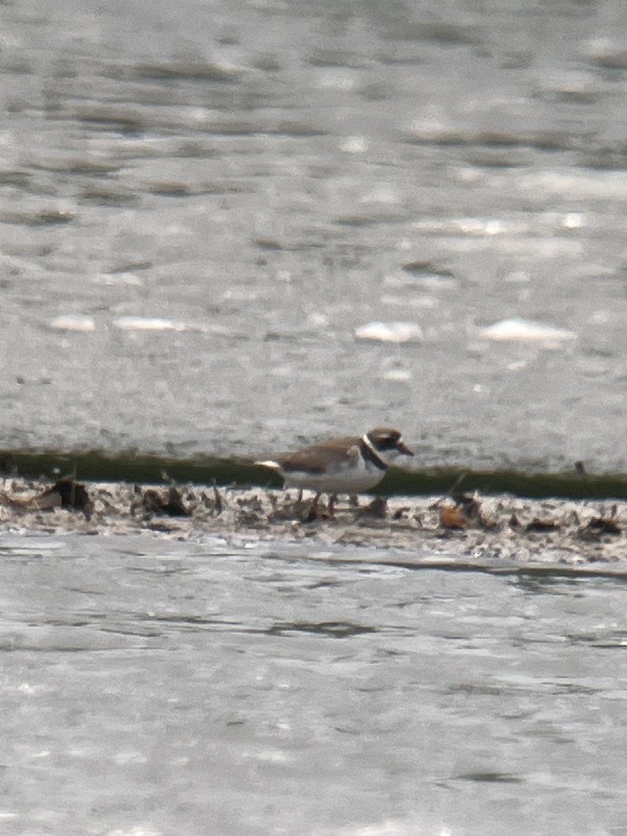 Semipalmated Plover - ML575679951