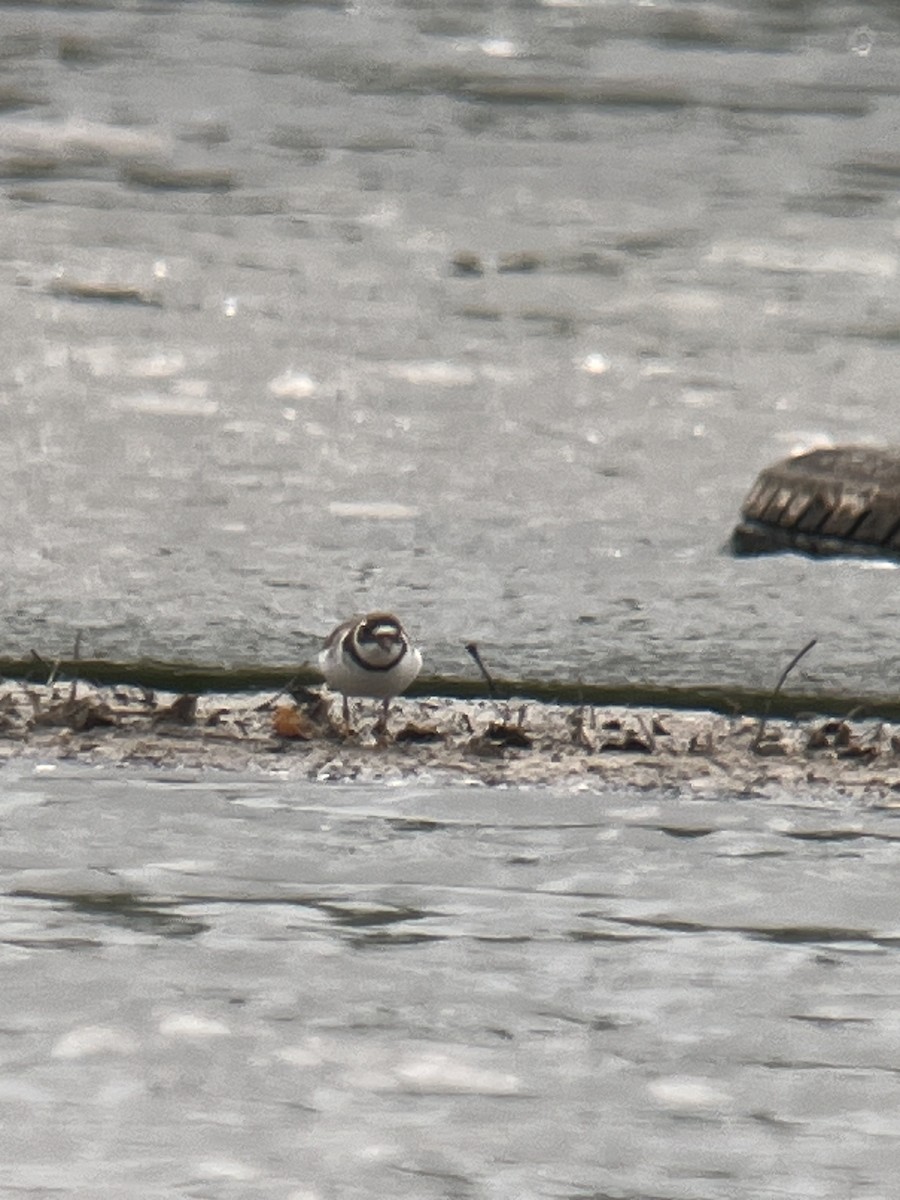 Semipalmated Plover - ML575679961