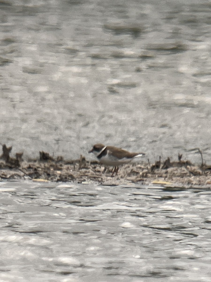 Semipalmated Plover - ML575679971