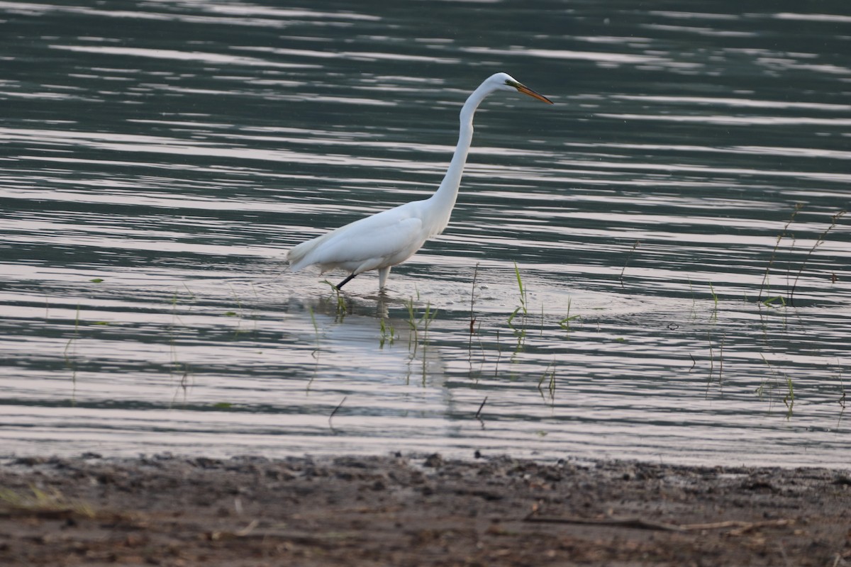 Great Egret - Darla Shank