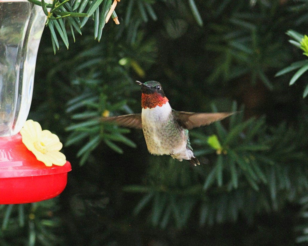 Ruby-throated Hummingbird - ML575680301