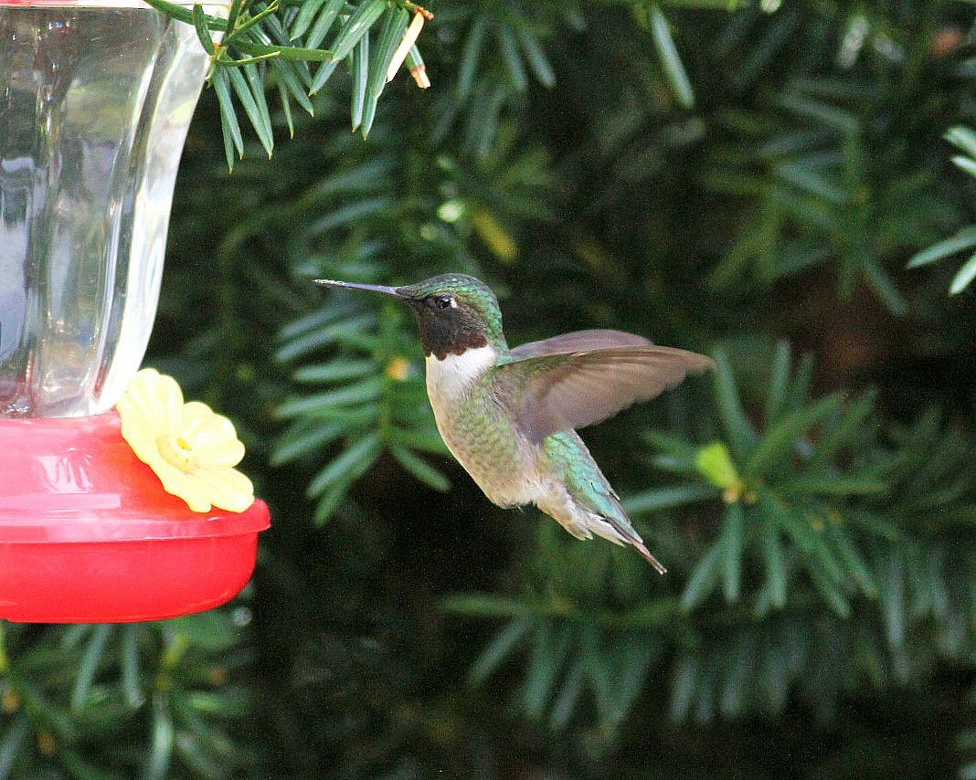 Ruby-throated Hummingbird - ML575680411