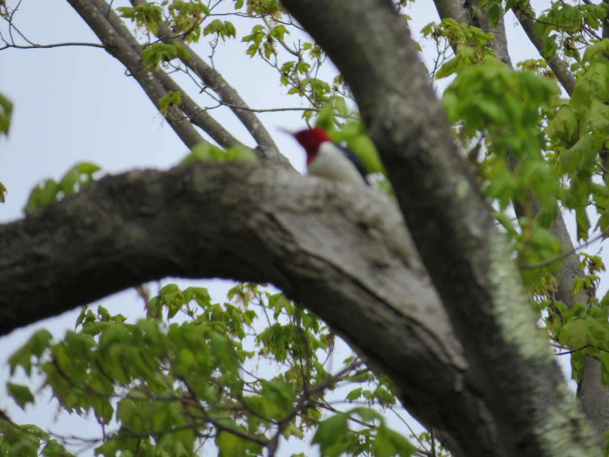 Red-headed Woodpecker - ML57568071