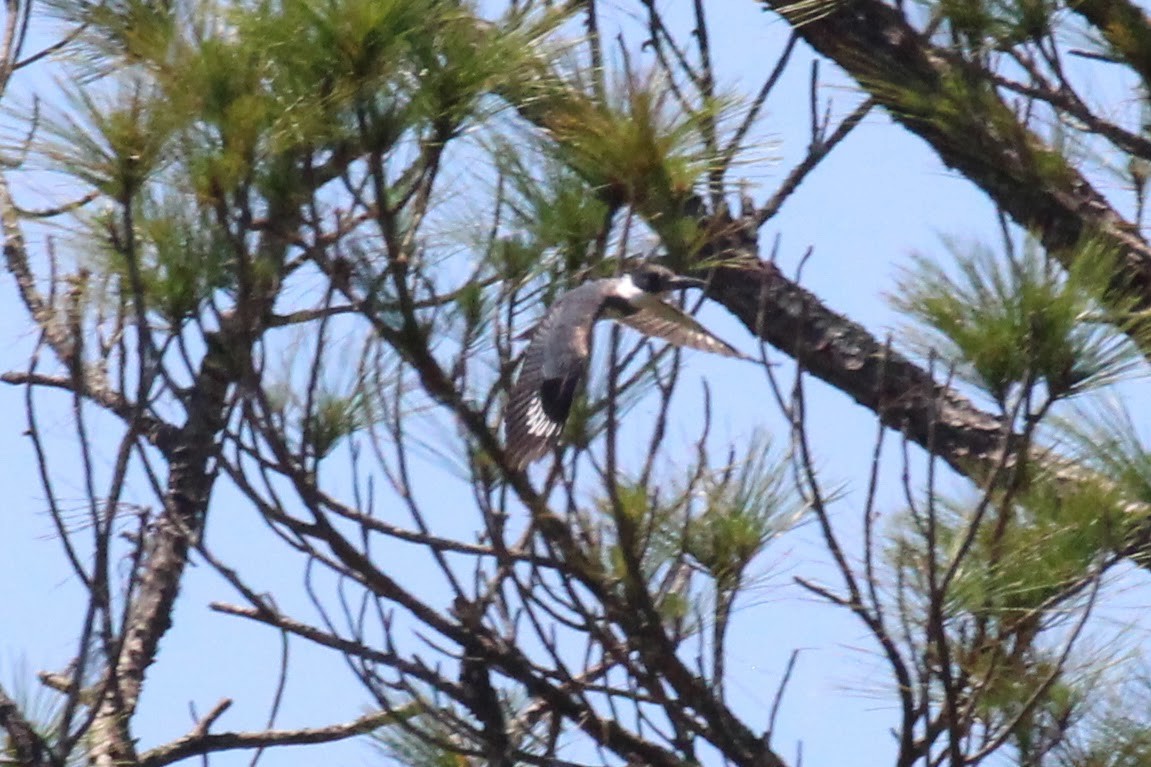 Belted Kingfisher - ML575681591