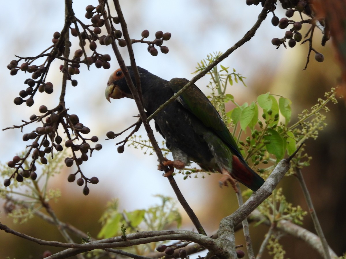 White-crowned Parrot - ML575682291