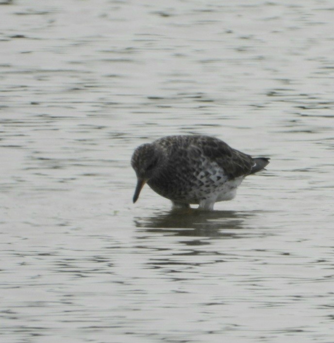 Surfbird - ML575682341