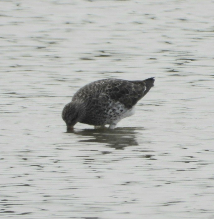 Surfbird - ML575682351