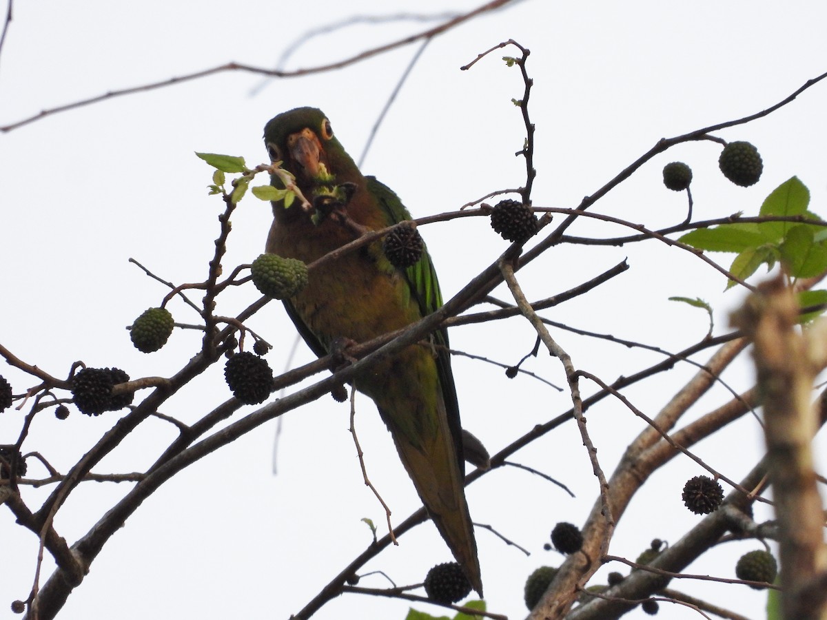 Olive-throated Parakeet - Marie Furnish