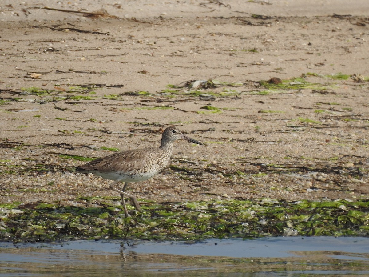 Willet - ML575683511