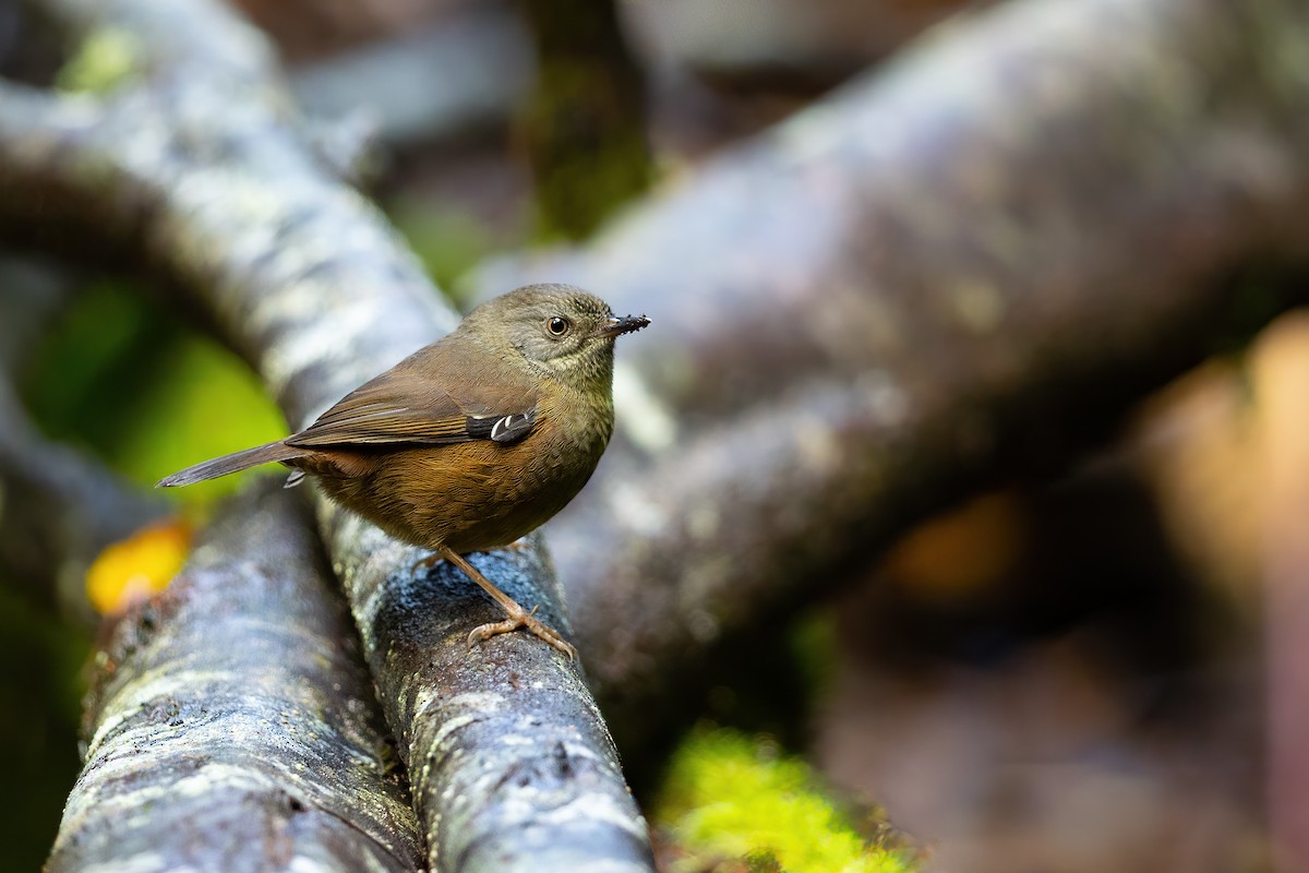 Tasmanian Scrubwren - ML575683661