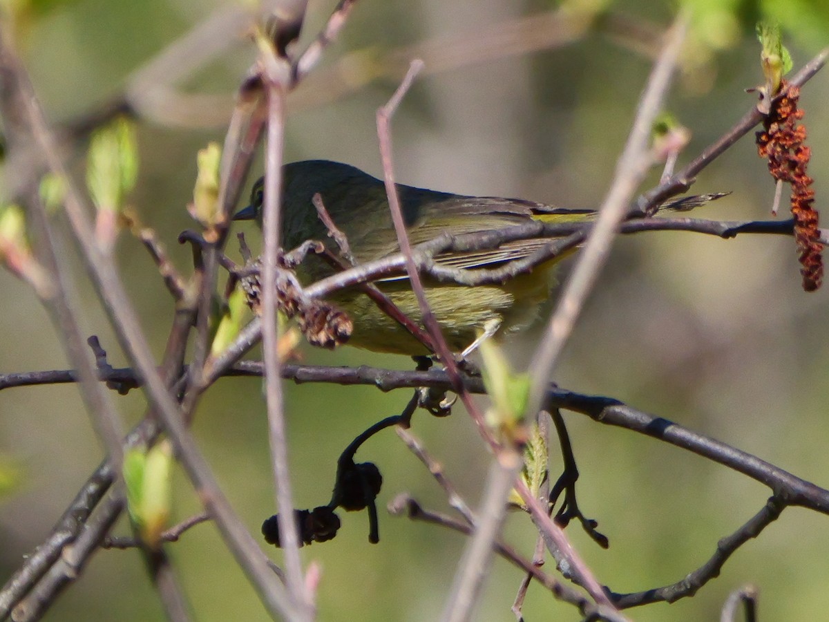 Orange-crowned Warbler - ML575684731
