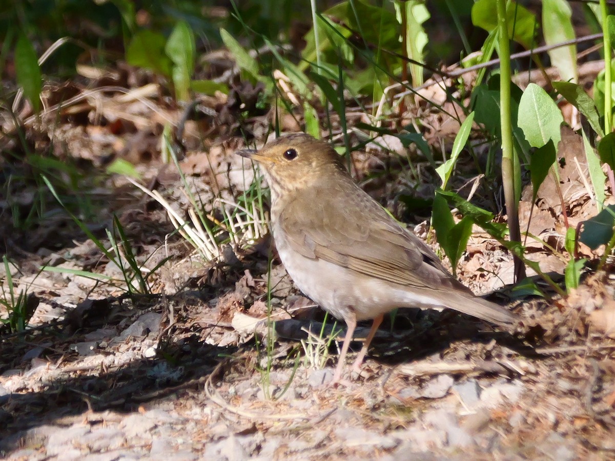 Swainson's Thrush - ML575684791