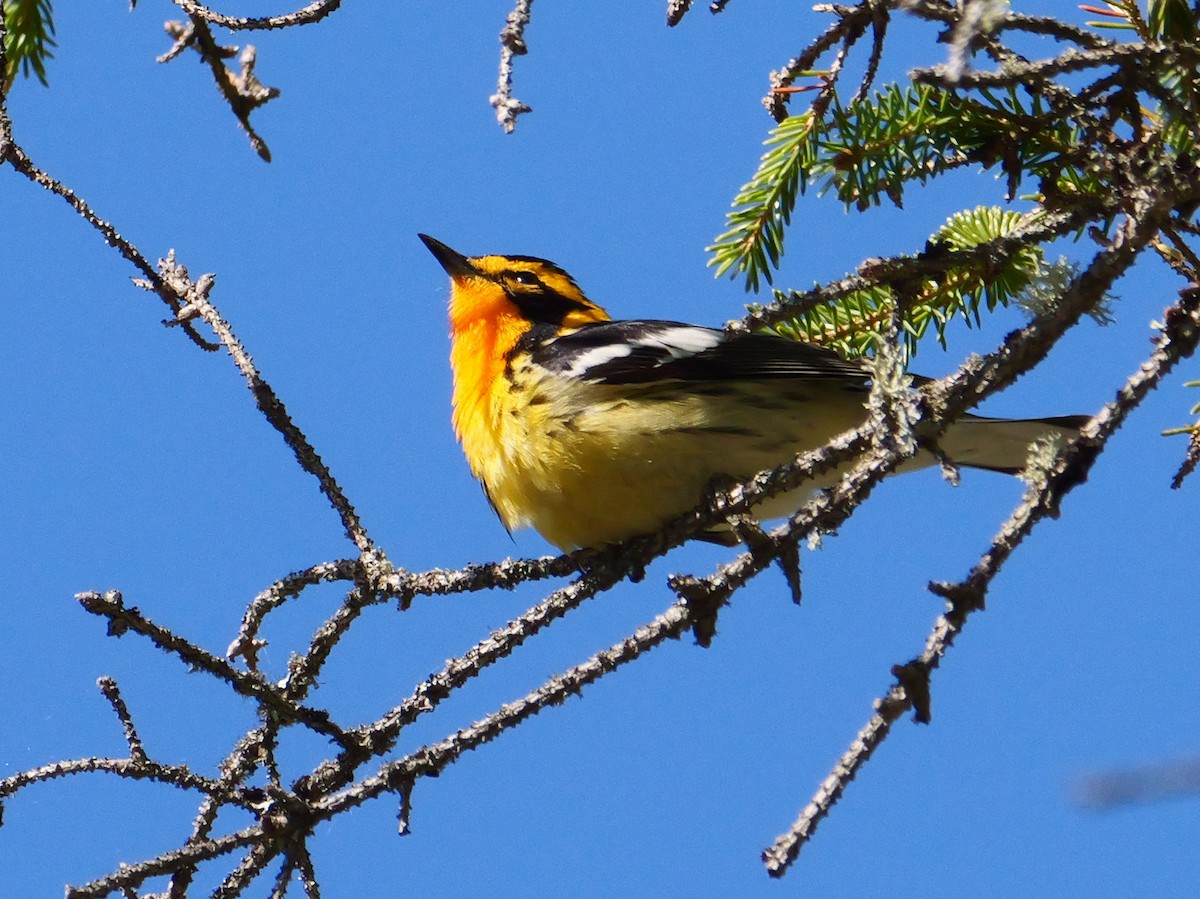 Blackburnian Warbler - ML575684821