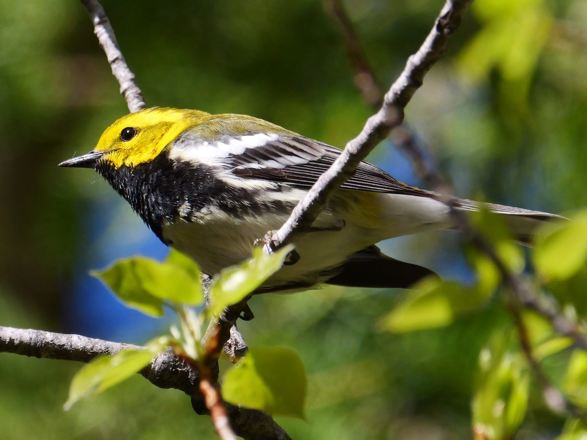 Black-throated Green Warbler - ML575684991