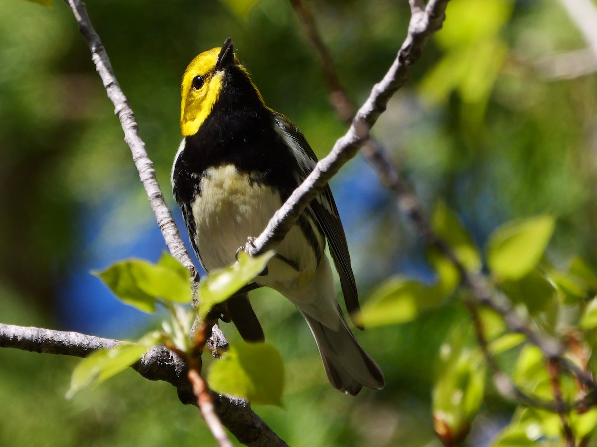 Black-throated Green Warbler - ML575685001