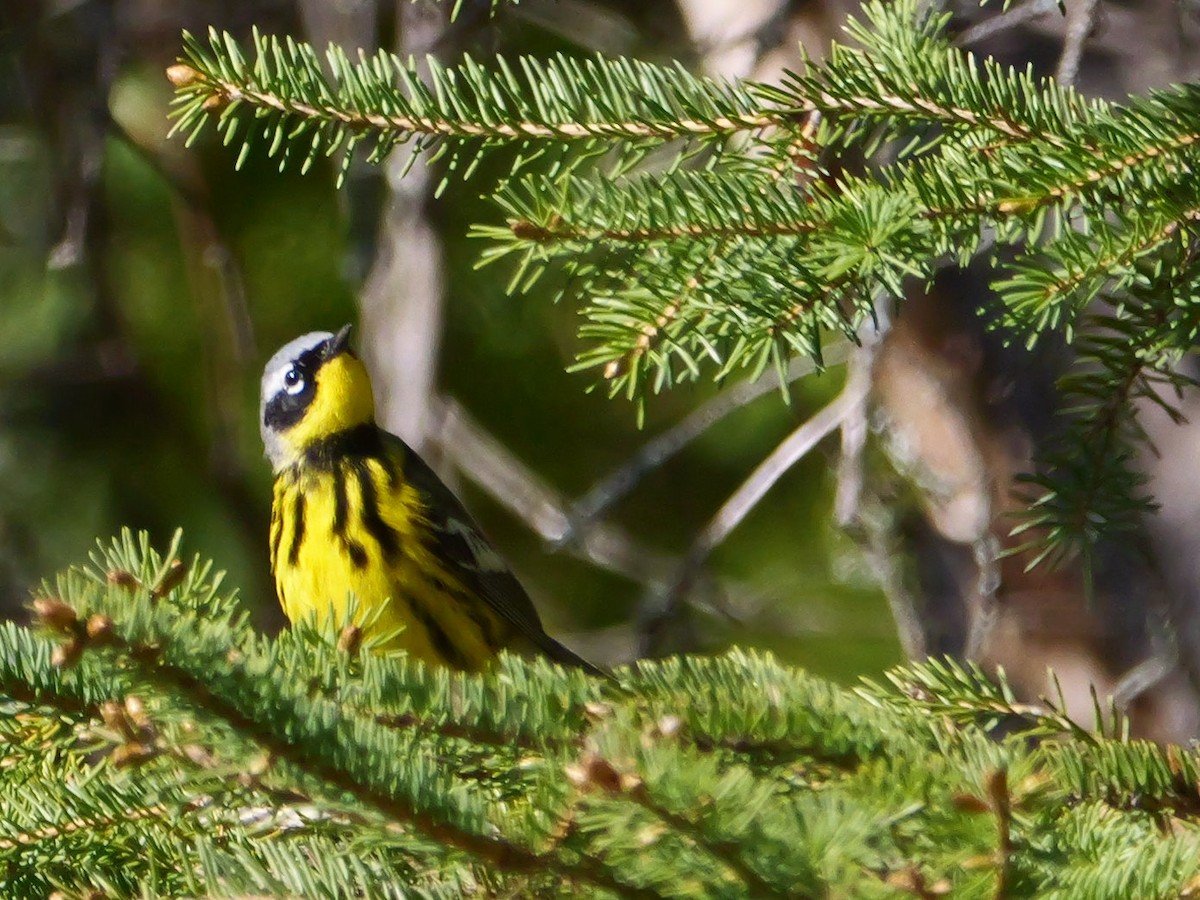 Magnolia Warbler - ML575685101
