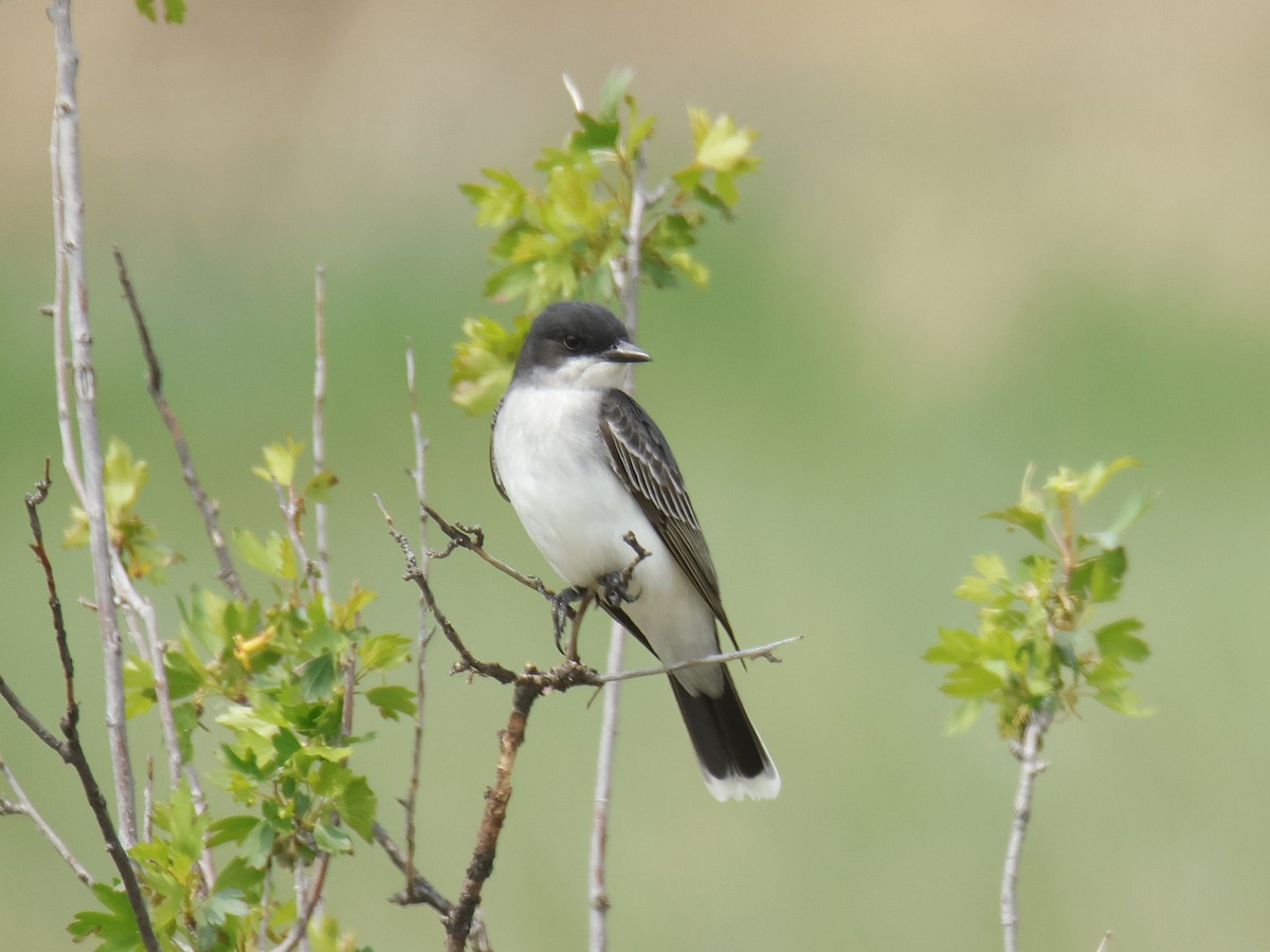 Eastern Kingbird - ML575685511