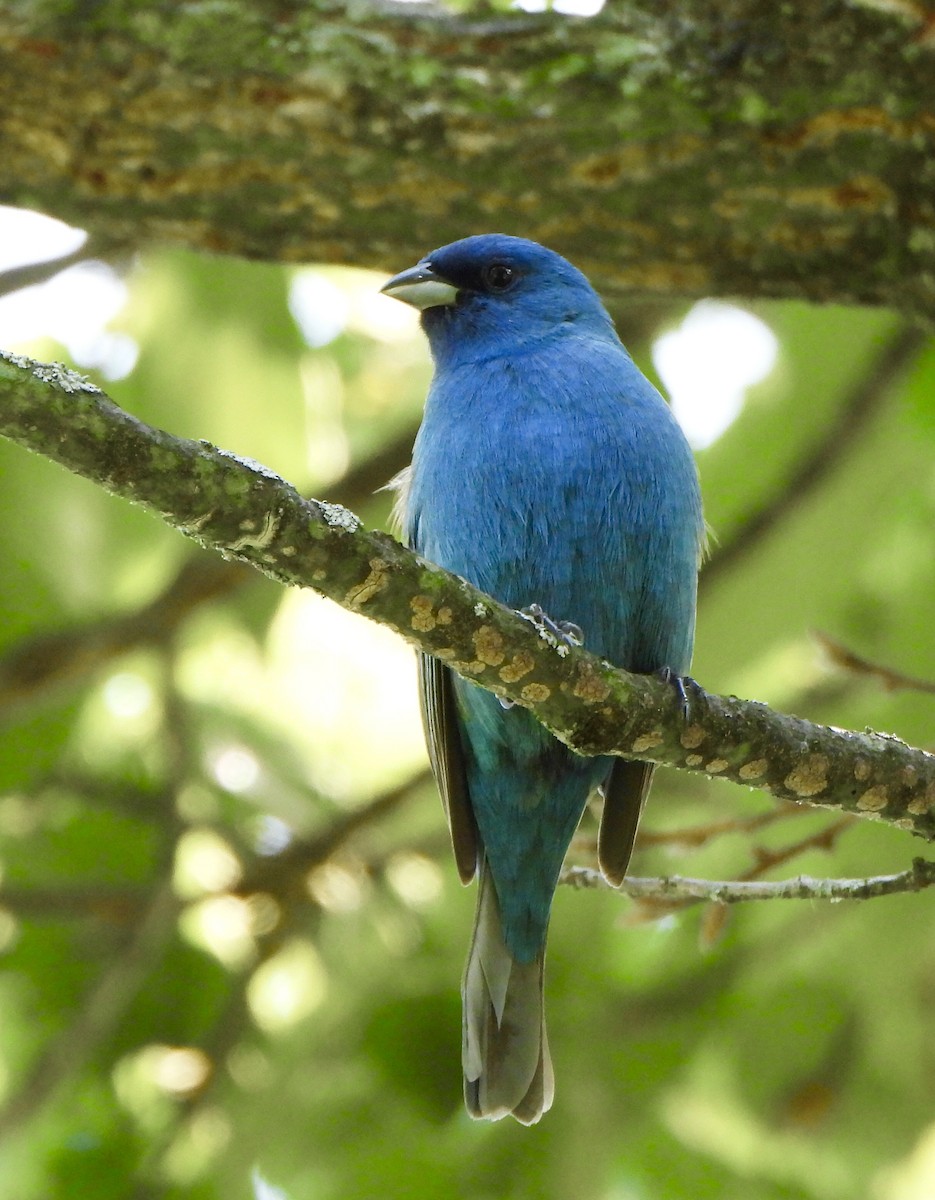 Indigo Bunting - ML575685581