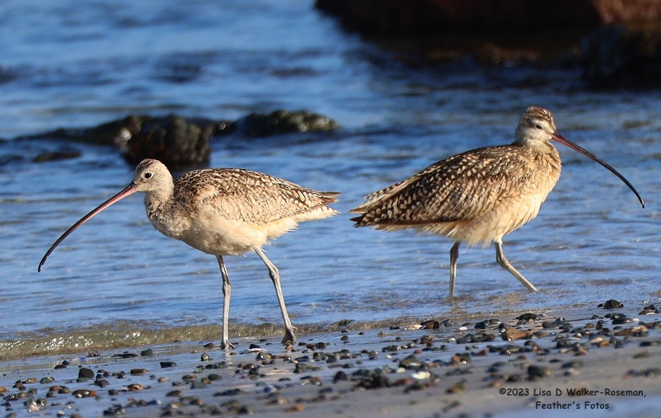 Long-billed Curlew - ML575686811