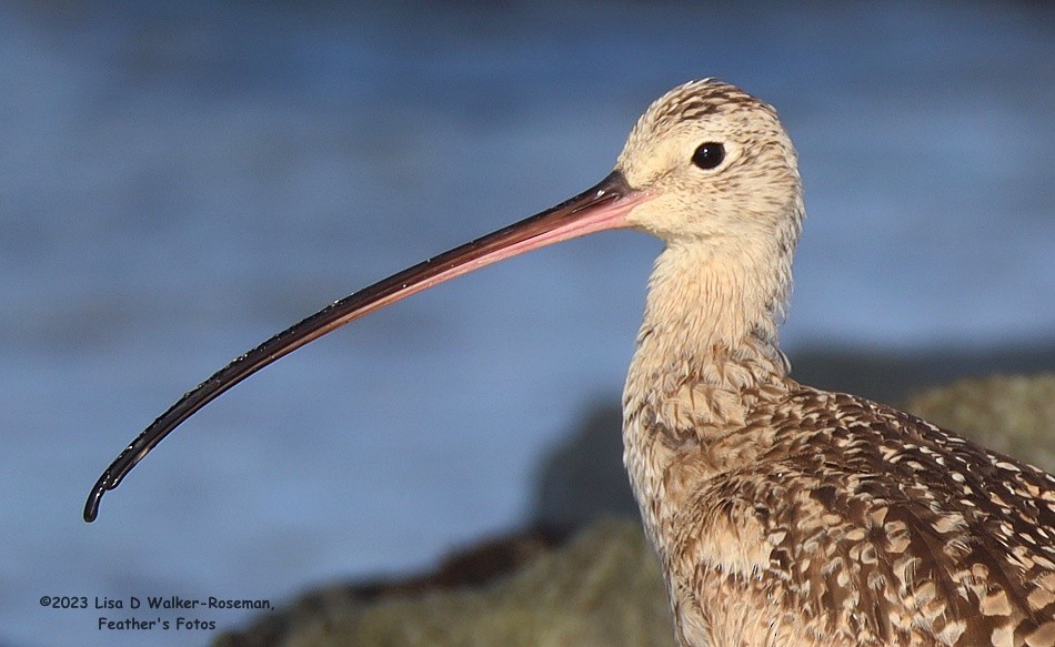 Long-billed Curlew - ML575686821