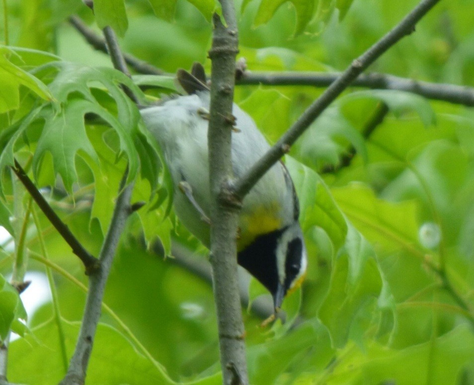 Golden-winged Warbler - ML575687581