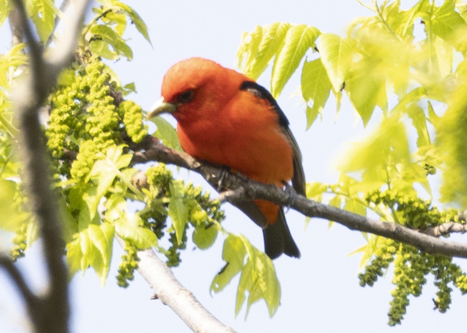 Scarlet Tanager - ML575688111