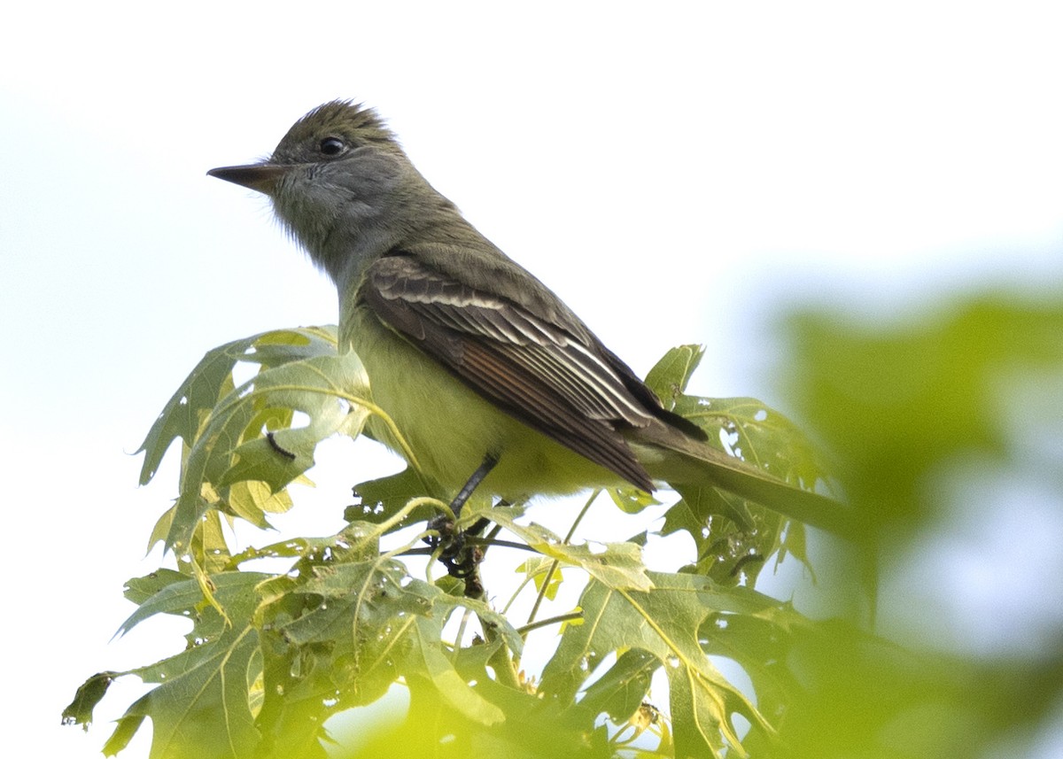 Great Crested Flycatcher - ML575688561