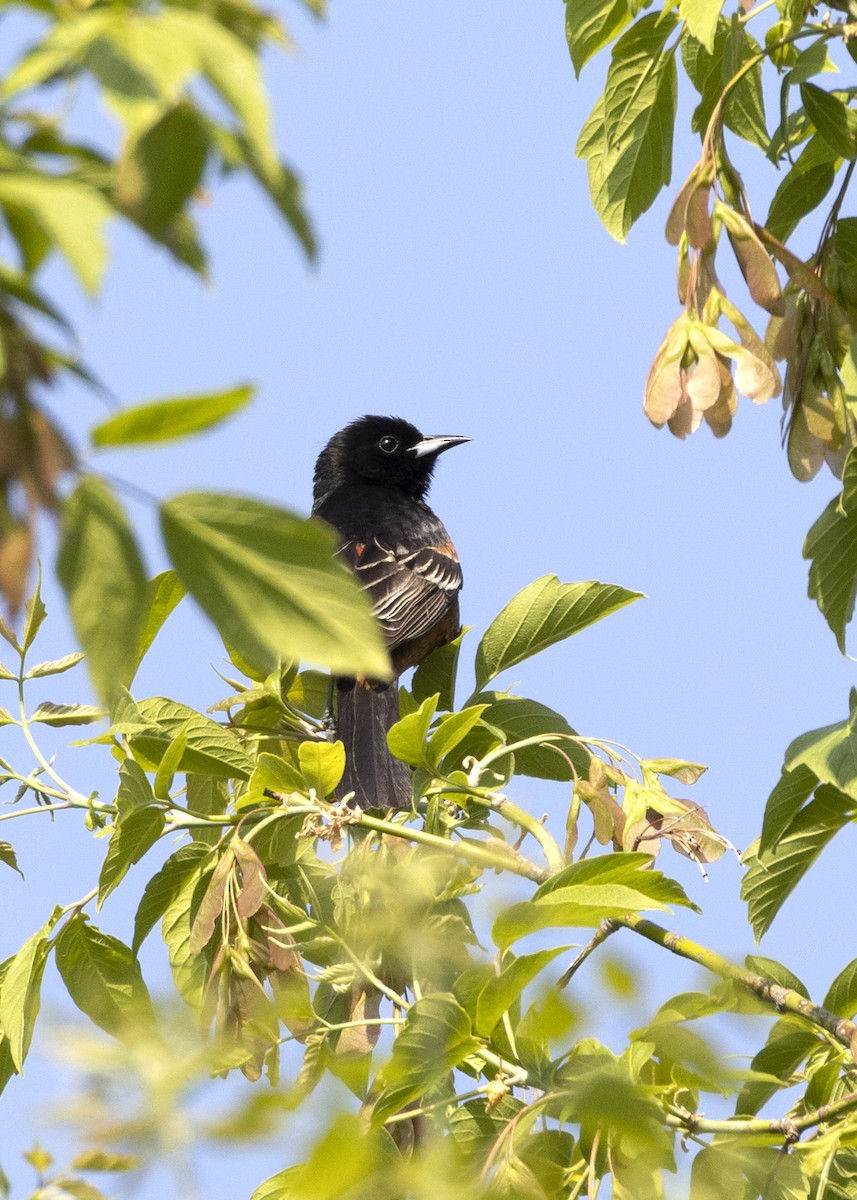 Orchard Oriole - ML575688741