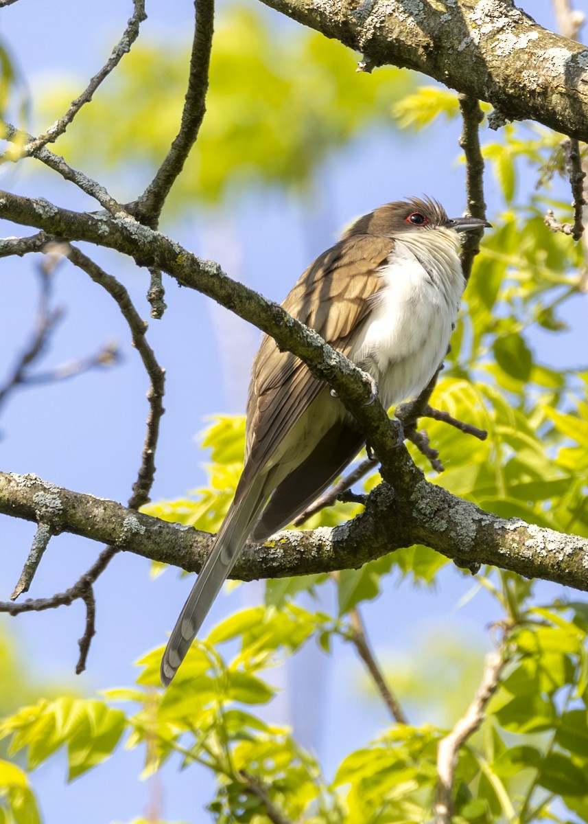Black-billed Cuckoo - ML575688851