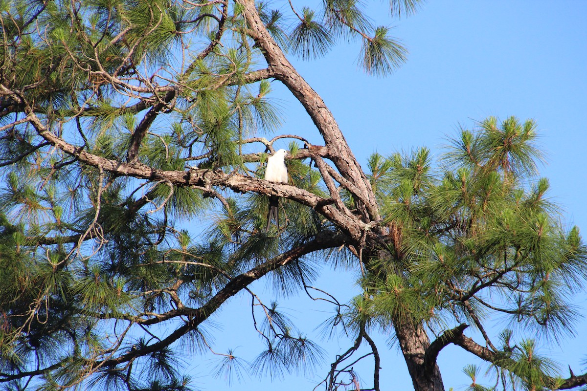 Swallow-tailed Kite - ML575689001