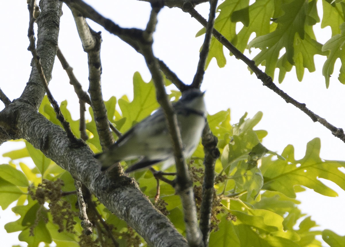 Cerulean Warbler - ML575689021