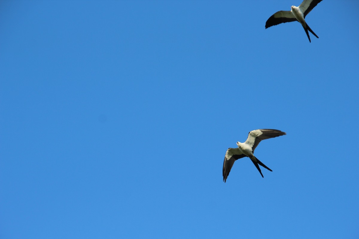 Swallow-tailed Kite - ML575689031